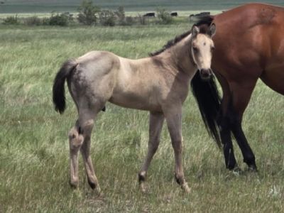 Bluestem Aragorn JW <BR> AQHA PENDING